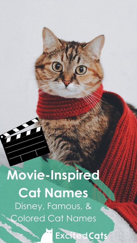 For all you movie buffs out there, we have gathered our top movie-related cat names! #movieinspiredcatnames #excitedcats #bestcatnames #catinfo #happycats #catlovers Disney Pet Names, Dangerous Cat, Boy Cat Names, Ice Age Movies, Funny Cat Names, Cute Cat Names, Cat Movie, Top Movie, Kitten Names