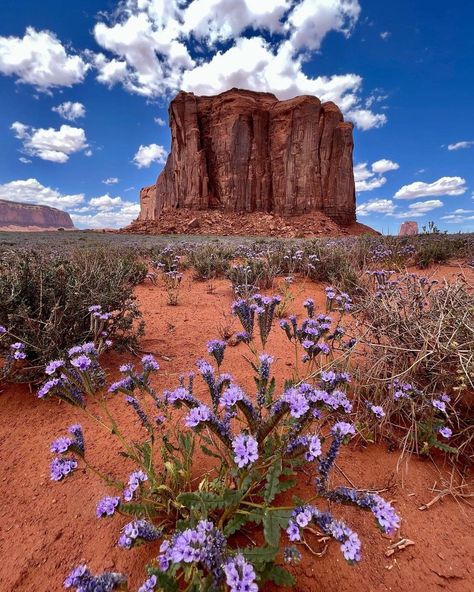 Monument Valley Utah, Colorado Plateau, Beautiful Nature Wallpaper Hd, Landscape Background, Arizona Usa, Cool Wallpapers Art, Beautiful Nature Wallpaper, Beautiful Scenery Nature, Vacation Places