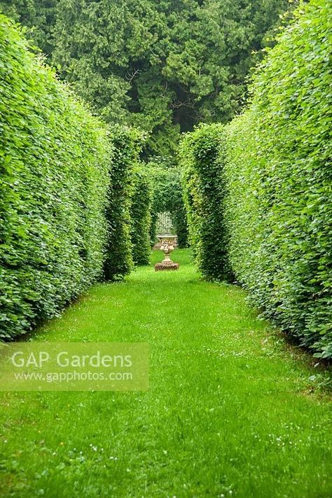 Beech hedges frame the view to an urn. Beech Hedge, Fagus Sylvatica, Plant Photography, Hedges, The View, Garden Plants, Drake, Gap, Stock Photos