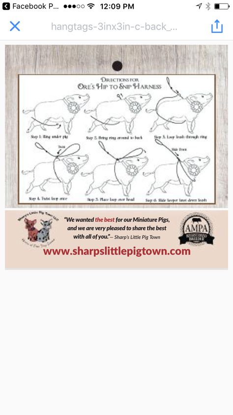 Diy Pig Harness, Pig Harness, Zoo Enrichment, Pig Ideas, Animal Enrichment, Pig Showing, Pig Care, Pet Pig, Raising Farm Animals