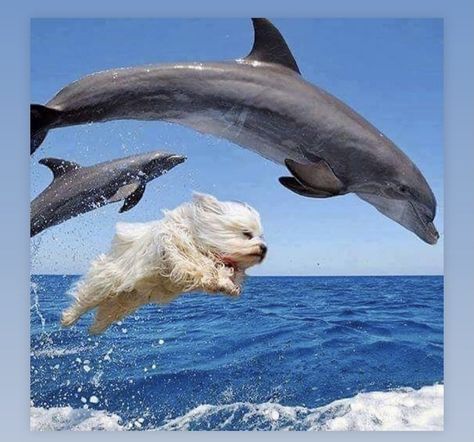 Dolphin Memes, Dutch Bunny, Animals Planet, Cats And Puppies, Ideas For Cats, Dog Summer, Dogs Images, Cute Dogs Images, Animal Instinct