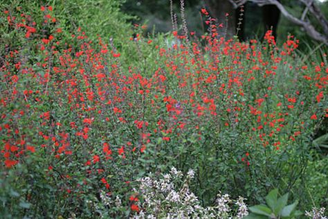 Salvia coccinea, scarlet sage, tropical sage, blood sage. Florida Native Plant Society Tropical Sage, Firecracker Plant, Arizona Plants, Native Plant Landscape, Scarlet Sage, Butterfly Garden Plants, Texas Native Plants, Front Landscape, Florida Native Plants