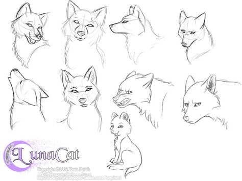 Practice wolf heads by FlyingPony Fox Drawing Tutorial, Fox Drawing Sketches, Fox Anatomy, Volpe Artica, Fox Sketch, Head Drawing, Fox Drawing, Animal Study, Wolf Drawing