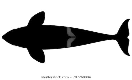 Whale Top View, Whale Shark Outline, Animals Inspiration, Cardboard Animals, Shark Drawing, Animal References, Orca Whales, Fish Drawings, Killer Whale