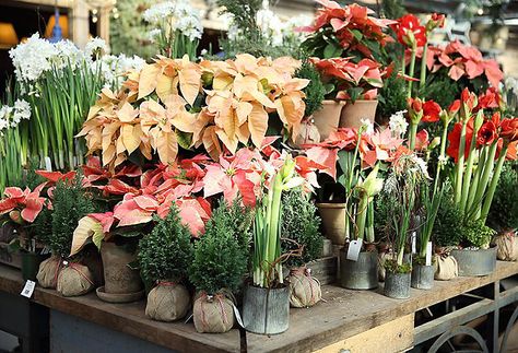 New in the Nursery: Holiday Favorites in The BULLETIN at Terrain Poinsettia Display, Forced Bulbs, Christmas Shop Displays, Garden Center Displays, Christmas Traditional, Christmas Open House, Urban Farmer, Florist Shop, Christmas Blessings