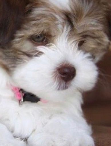 AVAILABLE PUPPIES | havaneseangels Havanese Puppies For Sale, Maltipoo Puppies For Sale, Maltipoo Puppies, Maltese Mix, Maltipoo Puppy, Havanese Puppies, Havanese Dogs, Yorkshire Terrier Puppies, Grey Dog