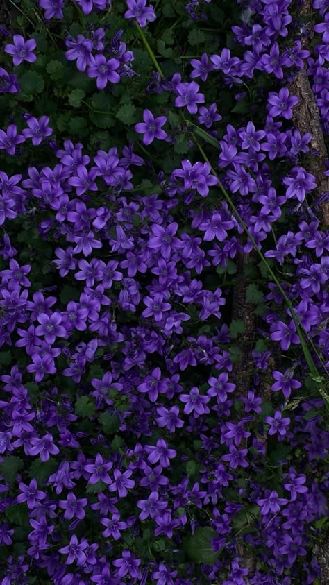 Purple Flowers Aesthetic Wallpaper, Purple Aesthetic Images, Flower Aesthetic Purple, Purple Flower Aesthetic, Purple Flowers Aesthetic, Purple Flower Wallpaper, Purple Flower Background, Pretty Flowers Pictures, Violet Aesthetic