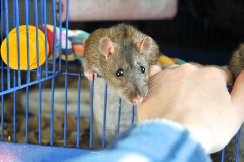 10 Tips on Socializing Shy & Timid Pet Rats | Animallama Small Rat, Rat Cage Accessories, Baby Rats, Pet Rat, Rat Cage, Fancy Rat, Scary Places, Pet Rats, Cleaning Schedule