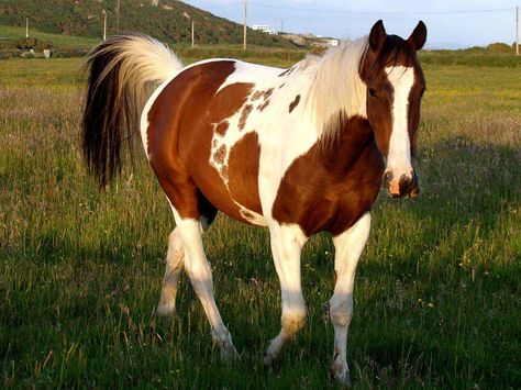 Falabella Horse, Brown And White Horse, Fell Pony, Brown Horses, Highland Pony, Canadian Horse, Connemara Pony, Horse Brown, Warmblood Horses