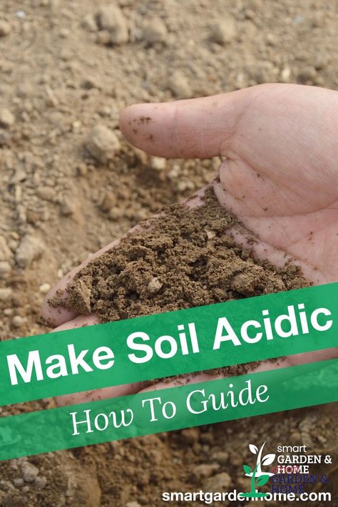 When preparing soil for your garden, know that different plants have different needs. But in general, most plants likes a soil that is slightly more acidic. Find out how to make Soil Acidic. https://smartgardenhome.com/gardening-how-to/prepare-soil/make-acidic/?utm_source=pinterest&utm_medium=smartgardenhome&utm_campaign=publer #acidicsoil Organic Insecticide, Healthy Soil, Old Garden, Organic Pesticide, Acid Loving Plants, Organic Vegetable Garden, Smart Garden, Organic Gardening Tips, Different Plants