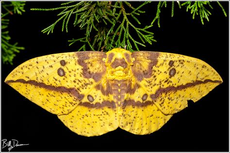 The Imperial Moth – A Thousand Acres of Silphiums Imperial Moth, Interesting Creatures, Backyard Garden, Wonders Of The World, Moth, The Family, Garden Ideas, Bugs, Insects