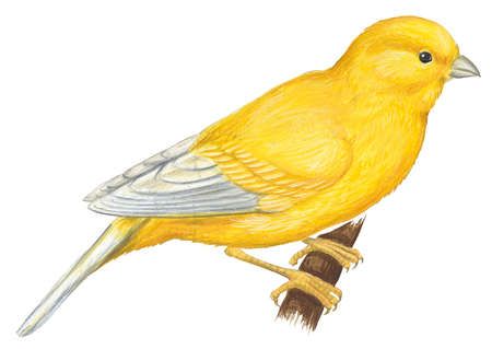 drawing of canary | keywords illustrations drawings animal zoology science zoological ... Canary Birds, Educational Illustration, Birds Art, Watercolor Painting Techniques, Bird Art Print, Bird Drawings, Vintage Birds, Small Art, Pictures To Draw