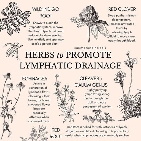 Herbs For Enlightenment, The Circulatory System, Herbal Education, Medical Herbs, Magic Herbs, Magical Herbs, Herbal Apothecary, Natural Healing Remedies, Healing Plants