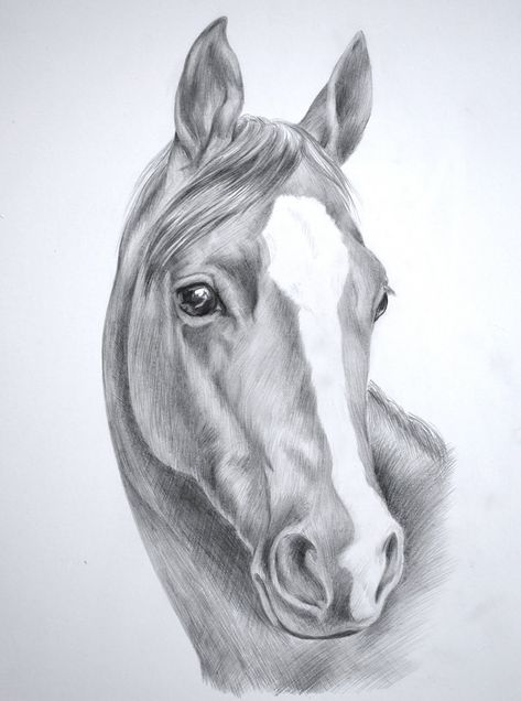 Horse Pencil Sketches | Wednesday, November 25, 2009 Horse Face Drawing, Horse Pencil Drawing, Horse Head Drawing, Teenage Drawings, Horse Art Drawing, Horse Sketch, Drawing Hands, Drawing Heads, Drawing Faces