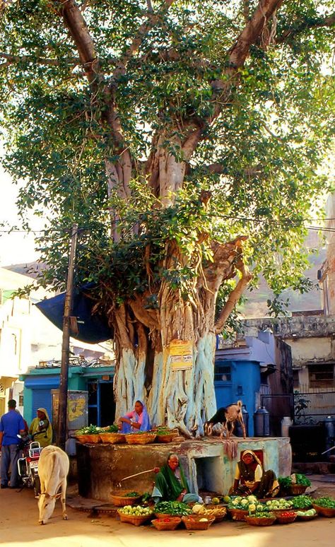 Local produce Vegetable market, Dungarpur Rajasthan, India South Indian Village Photography, Indian Palmistry, Memory Drawing, Mother India, Backpacking India, Amazing India, Village Photos, Painting Reference, Line Love