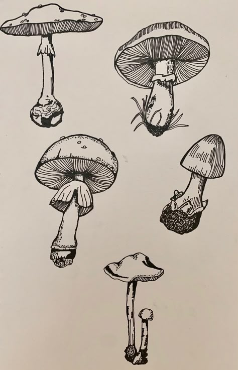 Mushroom Drawing Line Art, Line Art Detailed, Mushroom Drawing Detailed, Sketchbook Ideas Mushrooms, Pen Mushroom Drawing, Mushroom Art Tattoo, Mashrom Drawing Ideas, Mushroom Ink Drawing, Realistic Mushroom Drawing