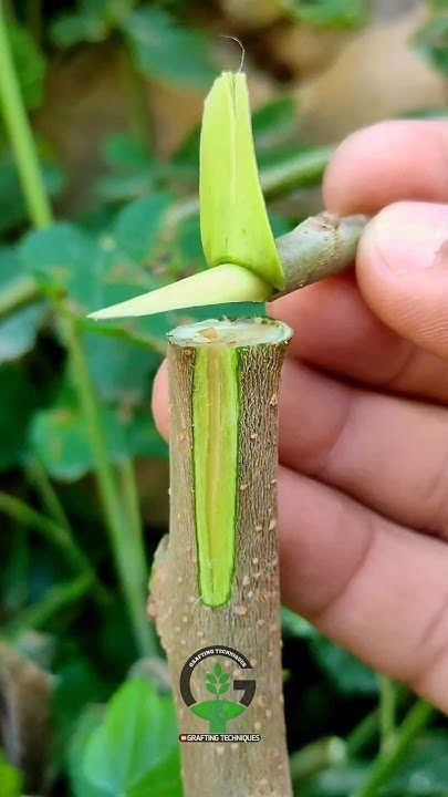 Grafting Plants Ideas, Plant Grafting, Grafting Fruit Trees, Fruit Tree Garden, Grafting Plants, Greenhouse Garden, Vegetable Garden Diy, Tree Garden, Backyard Greenhouse