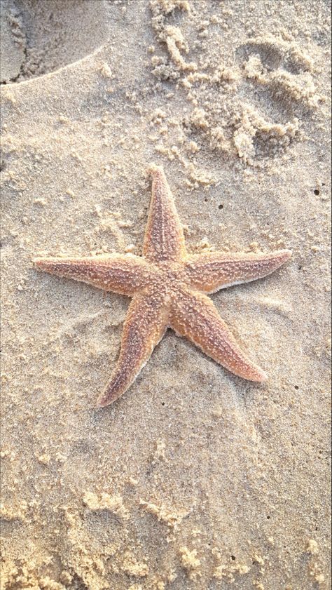 Star Fish Aesthetic, Witchtober 2023, House In The Hamptons, Sea Tattoo, Reference Photos For Artists, Salt Water Fish, Wallpaper Iphone Summer, Ocean Treasures, Beautiful Sea Creatures