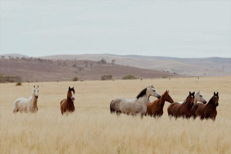 Horse Macbook Wallpaper, Macbook Wallpaper Aesthetic Western, Horse Computer Wallpaper, Horse Ipad Wallpaper, Macbook Western Wallpaper, Coastal Cowgirl Desktop Wallpaper, Western Laptop Wallpaper Horizontal, Barnyard Aesthetic, Western Computer Wallpaper