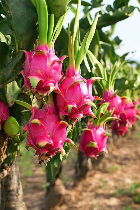 "🌵🌺 Dragon fruit is a stunning and delicious addition to any garden, and the best part is—you can grow it right at home! With these tips, you'll learn how to cultivate this exotic beauty, from choosing the right variety to providing the perfect growing conditions. Whether you're an experienced gardener or a beginner, growing dragon fruit is a rewarding and eye-catching way to enhance your space. 😋🌿 #GrowingDragonFruit #ExoticGardening #TropicalPlants #HomeGarden" Growing Dragon Fruit, Dragon Fruit Flower, Manson Jar, How To Grow Dragon Fruit, Ganesha Art Illustration, Dragon Fruits, Dragon Fruit Plant, Strange Flowers, Ganesha Art