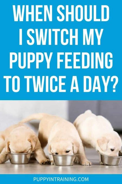 When To Switch A Puppy To Two Meals A Day – Feeding Guide - Puppy In Training Puppy Feeding Guide, Puppy Feeding Schedule, Feeding Puppy, Puppy Schedule, Best Puppy Food, Puppy Feeding, Puppy Training Schedule, Hypoallergenic Dog Breed, Puppy Stages