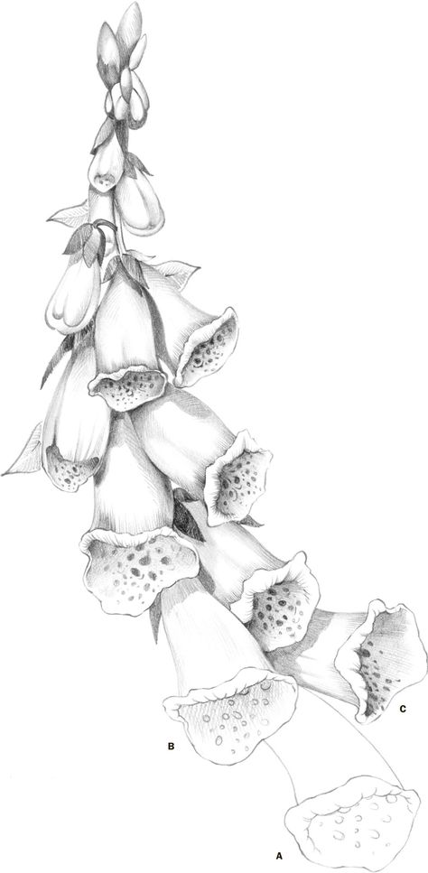 Foxglove Flower Illustration, Realistic Botanical Drawings, How To Draw Foxgloves Step By Step, Foxglove Line Drawing, Foxgloves Drawing, Foxglove Flower Drawing, Blanket Flower Drawing, Foxglove Sketch, Realistic Flower Drawing Pencil