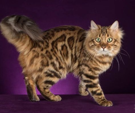 Elvira Luneva > Long Haired Bengals (Cashmeres) · Glam Shine Marvel Bengal Longhair Male 9 month Long Haired Bengal Cat, Cashmere Bengal Cat, Brown Bengal Cat, Cashmere Bengal, Warriors Oc, Somali Cat, Bengal Cat Kitten, Long Hair Cat, Cat Poses