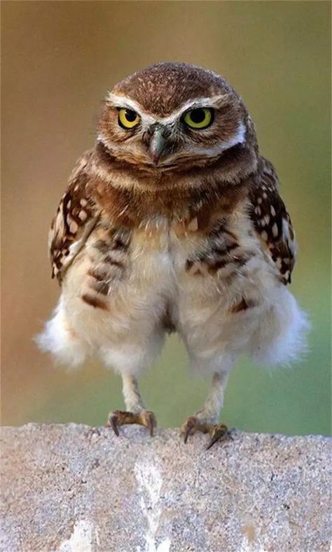 Owl Legs, Birds Funny, Crazy Birds, Awesome Owls, Funny Owls, Owl Photos, Owl Pictures, Beautiful Owl, Funny Birds