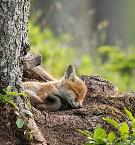 Fox Pictures, Sleepy Head, Pet Fox, Do Not Disturb, Wild Dogs, Cute Animal Pictures, Red Fox, Sweet Animals, Forest Animals