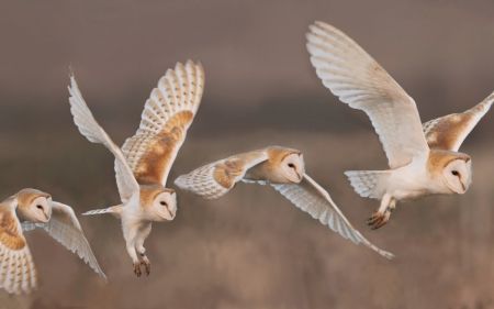 Owls - wings, owl, pasare, bufnita, barn owl #barnowls Owl In Flight, Owl Wings, Barn Owls, Animal Study, Owl Pictures, Beautiful Owl, Bird Wallpaper, Owl Tattoo, Owl Bird