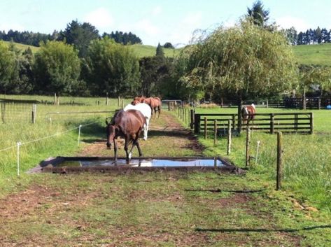 Gallop Track, Paddock Trail, Horse Paddock, Horse Farm Ideas, Horse Barn Ideas Stables, Paddock Paradise, Horse Shelter, Dream Stables, Horse Facility