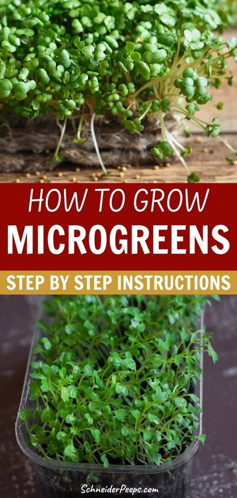 How To Grow Microgreens, Microgreens Garden, Salad Garden, Grow Microgreens, Growing Sprouts, Micro Garden, Indoor Vegetables, Micro Greens, Gardening Vegetables