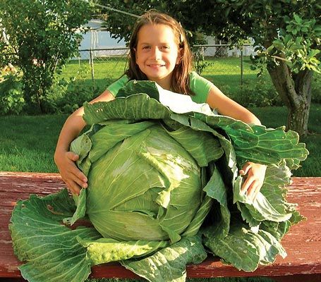 The Garden of Eaden: HOW TO GROW GIANT CABBAGES Kids Vegetable Garden, Giant Vegetable, Cabbage Plant, Cabbage Seeds, Kids Vegetables, Cabbages, Fruit Garden, Diy Life Hacks, Diy Life