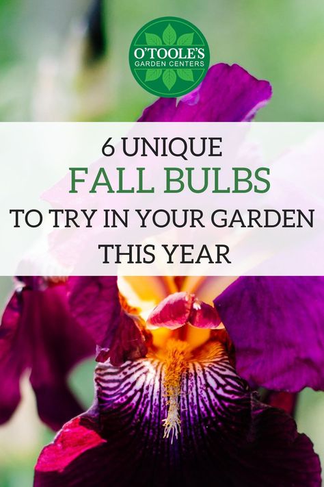 If you’re looking for a unique bulb to plant during the fall, we have some ideas for you. Click to read about 6 fall bulbs to plant this season in your garden. #Bulb #Flowers #Flower #FallGardening #GardeningTips #GardeningTip #Fall #Autumn #FallFlowers Spring Lawn Care, Homesteading Tips, Companion Gardening, Beginner Gardening, Easy Vegetables To Grow, Japanese Beetles, Fall Bulbs, Lawn Care Tips, Homestead Gardens