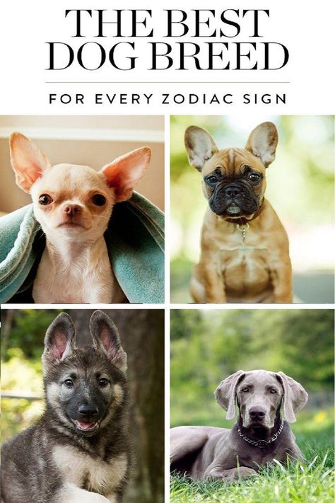 Best Dog Breed for Every Zodiac Sign #dog #pets #animals #zodiac #sign #doglovers Dog Zodiac, Dogs Diy Projects, Diy Dog Collar, Dog Quotes Love, Dogs Breeds, Each Zodiac Sign, Dog Facts, Cuddly Animals, Best Dog Breeds