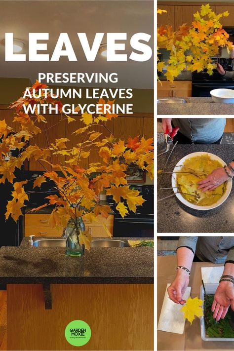 Preserve Leaves With Glycerin, Preserving Leaves With Glycerin, How To Preserve Fall Leaves, Fall Leaf Projects, Preserving Fall Leaves, Waxed Leaves, Preserving Leaves, Vegetable Glycerin Uses, How To Preserve Leaves