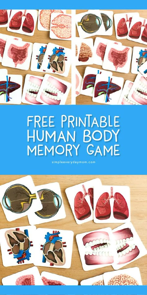 Elementary Human Body Activities, Body Systems Preschool, Human Body Math Activities, Free Human Body Printables, Human Body Unit Study Elementary, Human Body Activities For Preschool, Internal Organs For Kids, Body Worksheets For Kindergarten, Human Body Preschool Activities