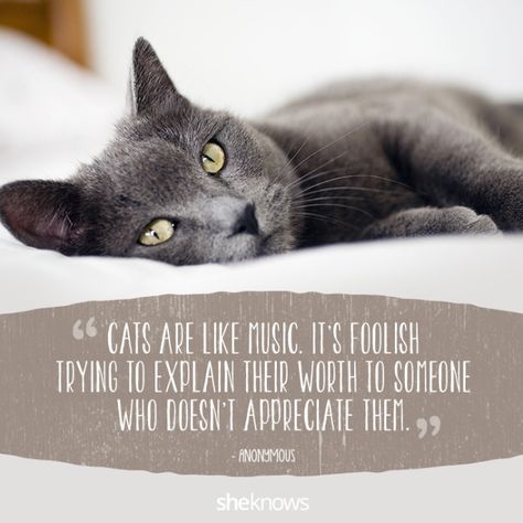 50 Cat quotes that perfectly explain your love for kitties Cat Lady Quote, Inspirational Cat Quotes, Animal Lover Quotes, Cat Love Quotes, Cute Cat Quotes, Spoiled Cats, Quotes Cute, Cat Quotes Funny, Cat Quotes