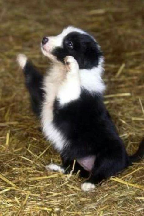 Border Collie Puppies, Collie Puppies, Border Collie Dog, Herding Dogs, Australian Shepherds, Collie Dog, West Highland Terrier, Border Collies, Scottish Terrier