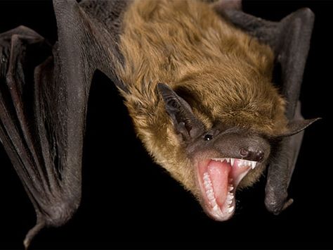 Big brown bat Big Brown Bat, Joel Sartore, Cat Brain, Festival Photo, I Am Batman, Cool Face, Animal Science, Vampire Bat, Good To See You