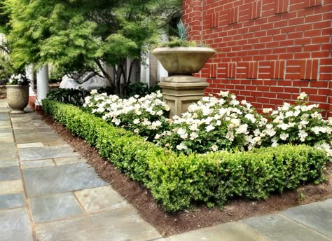 white out roses bordered with korean boxwoods Roses And Boxwood Front Yards, Boxwood And Roses Landscaping, Boxwoods And Roses, Front Yard Boxwood Landscaping, White Drift Roses, Boxwood And Roses, Front Yard Boxwood, Roses And Boxwood, Boxwood Border