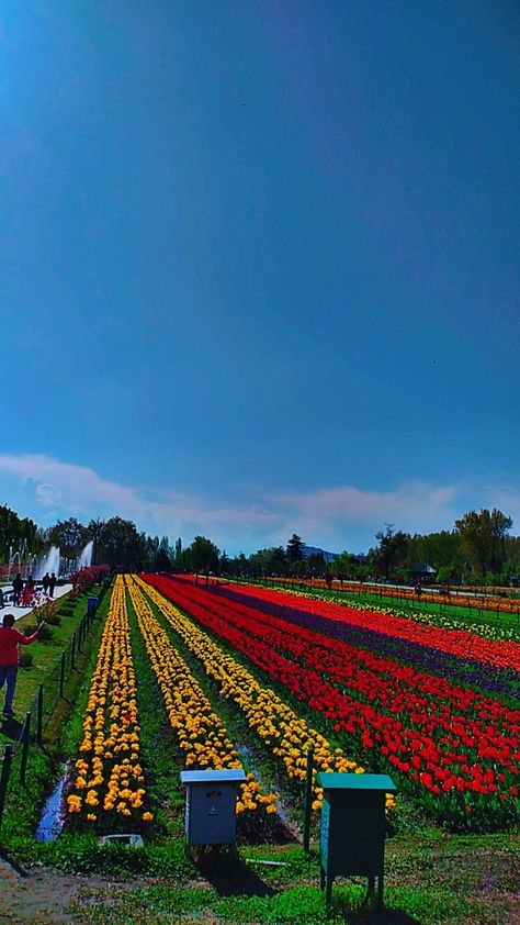 Tulip Garden Kashmir, Tulip Garden, Tulips Garden, Tulips, Quick Saves