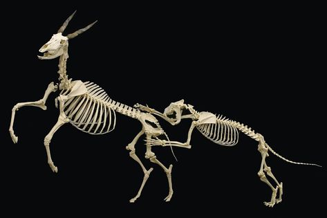 Skeletons! | Bone Builders' Babies | TheBoneman.com Lion Attacking, Terryl Whitlatch, Animal Skeleton, Skeleton Movement, Skull Reference, Animal Skeletons, Vulture Culture, Animal Anatomy, Skeleton Bones