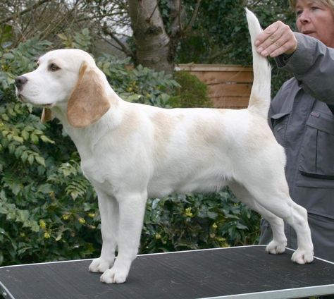 Lemon/white beagle. Lemon Beagle Puppy, Lemon Beagle, White Beagle, Beagle Mix Dogs, Dog Types, Beagle Hound, Beagle Breeds, Grand Basset Griffon Vendeen, Dog Beagle