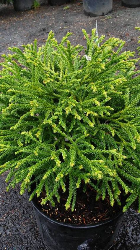 Cryptomeria japonica ‘Little Champion’ (Japanese Cedar) - Hickory Hollow Nursery and Garden Center Cryptomeria Japonica, Japanese Cedar, Evergreen Landscape, Conifers Garden, Front Landscaping, Garden Shrubs, Cedar Trees, Evergreen Plants, Evergreen Shrubs