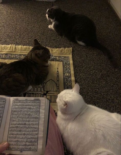 Islamic Cat, I Miss My Cat, Muslim Pictures, Muslim Prayer, Funny Animal Photos, Silly Cats Pictures, Muslimah Aesthetic, Aesthetic Phone, Silly Animals