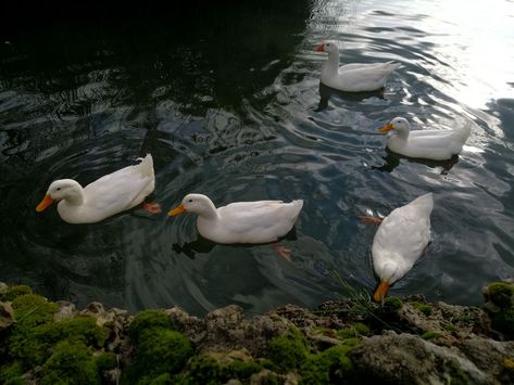 Duck Swimming Illustration, Duck Wallpapers, Ducks In Pond, Comfort Aesthetic, Ducks Swimming, Duck Swimming, Duck And Ducklings, Duck Wallpaper, Duck Photo