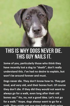 This is why dogs never die. You have to click to read the whole thing but its so worth it! iheartdogs.com/...  This is why dogs never die. You have to click to read the whole thing but its so worth it! iheartdogs.com/... Quotes About Losing A Dog, Old Dog Quotes, Funny Talking Dog, 30 Quotes, Old Dog, Dog Cuts, Lovers Quotes, Dog Parents, Losing A Dog