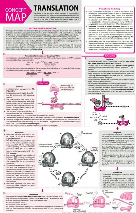 Translation concept map Translation Biology, Brain Map, Campbell Biology, Biochemistry Notes, Concept Maps, Learn Biology, Biology Revision, Jee Mains, Biology Resources