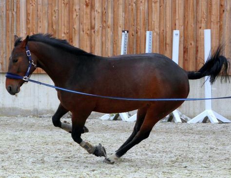 the relatable rider, horse blog, equine blog, april d. Ray horse blog, canadian horse journal blog, horsejournals blog Lunging Horse, Dream Barn Stables, Canadian Horse, Different Horse Breeds, Horse Info, Cowgirl Magazine, Barrel Horse, Cowgirl And Horse, Horse Trainer